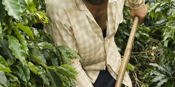 The Livelihood Of Small Coffee Growers Is Threatened By A Plant Disease