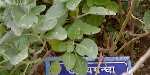 Withania somnifera (Ashwaganda)  is one of the most valued medicinal plant in Ayurveda