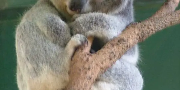 What Cute Koalas Tell Us About The Origins Of The Human Genome