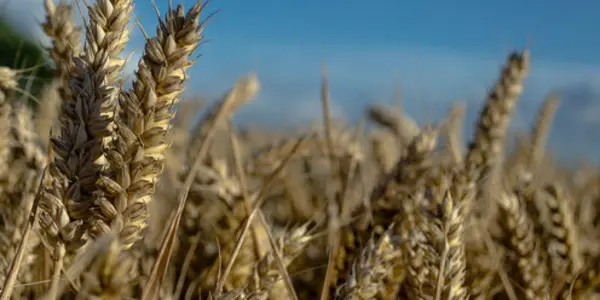 Creating 480 Varieties Of Wheat Is Deserving Of The World Food Prize