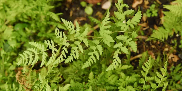 After 60 Million Year Breakup, Distant Species Produce Love Child