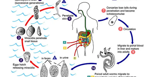 New Mechanism Discovery: How A Parasite Causes Cancer