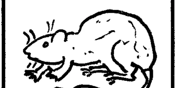 The Rat-Brained Navigation Of Men