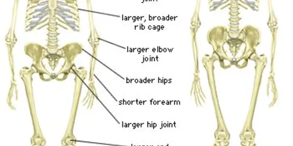 The Short Legs Of The Neanderthal