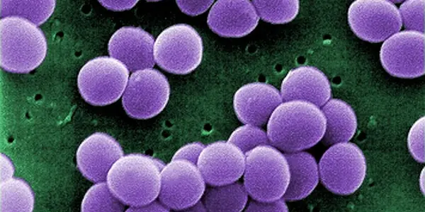 Social Skills Are Key To Bacterial Evolution