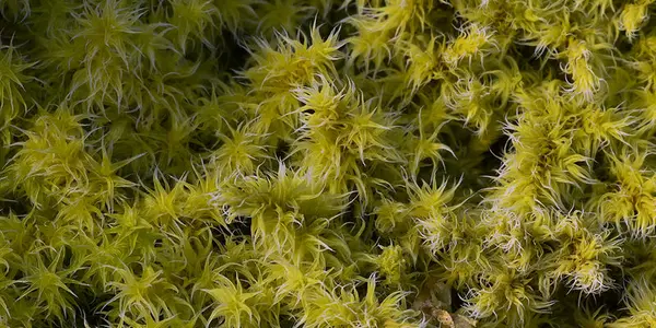 Preconceptions, Evolutionary Strategies And Mosses