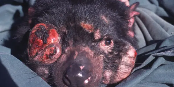 Are Cancers New Species?