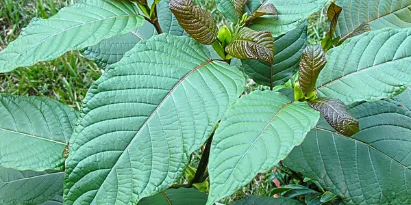 FDA Seizes Supplements Containing Psychoactive Plant