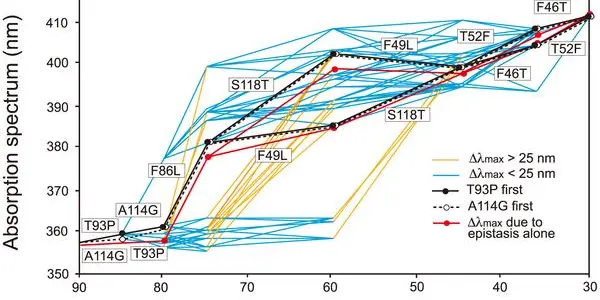 The Evolution Of Trichromatic Color Vision In Humans