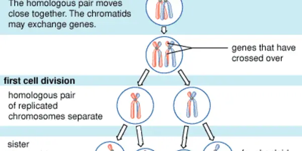 Variation In Recombination Rate