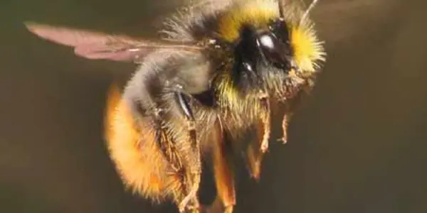 The Prevalence Of Bees In American Musical Recordings