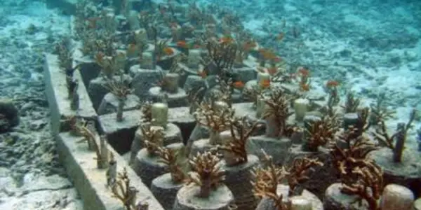 Mother Nature Bounces Back After Indonesia Tsunami