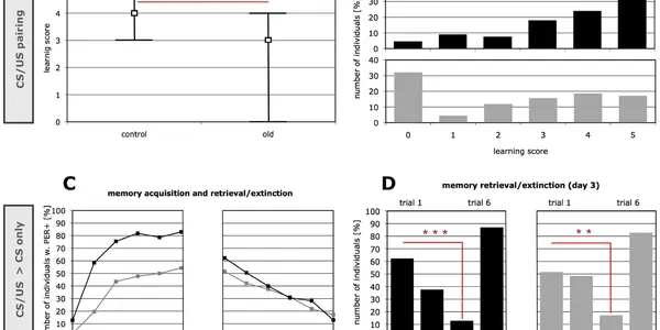 Not Just Humans - Bee Memory Fades With Age Also