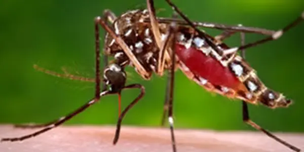 Taking On A Chickungunya Virus Vaccine