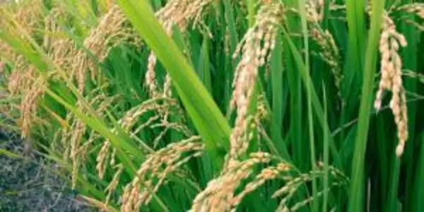 African Rice Sequenced: A Genome To Feed The World