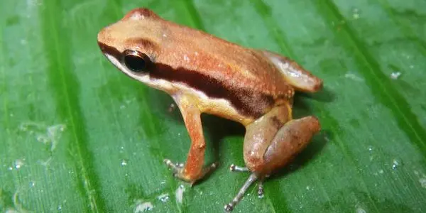 Lost World Ecotourism Analysis Leads To New Frog Species Discovery