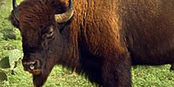 The Results Are In, Says The Wildlife Conservation Society, And You Love ... Buffalo?