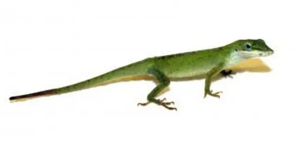 A Genetic Recipe For Limb Regeneration