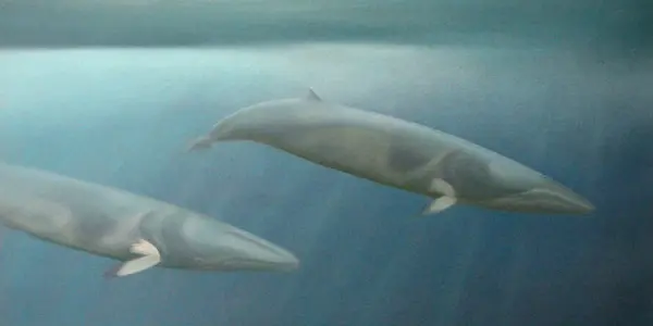 Bio-Duck? What Is That Mysterious Sound In The Southern Ocean?