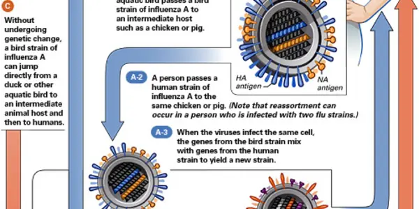 Get To Know H1N1 Swine Flu - And What Makes Influenza A So Nasty