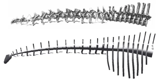 Apatosaurus Louisae And Other Dinosaur Masses Mistakenly Supersized, Says Study