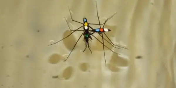 Date A Water Strider, Where Nice Guys Get The Girls