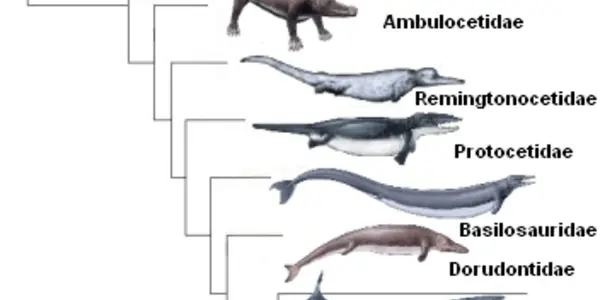 Maiacetus Inuus - Fossils Of Whales Reveal They Gave Birth On Land