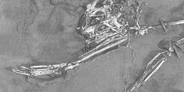 Archicebus Achilles: Oldest Known Primate Discovered