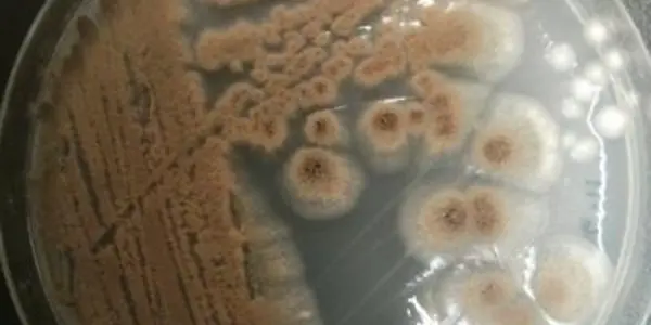 This Fungus Is A Weapon Of Mass Destruction Against Antibiotic Resistance