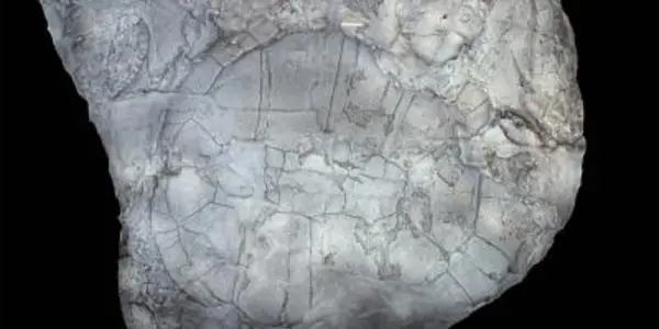 Arctic Surprise - A Tropical, Freshwater, Asian Turtle Puts A New Twist In Ancient Migration