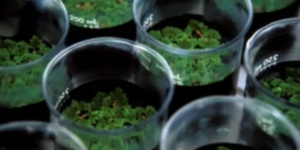 The Plant That Saved Us From Runaway Greenhouse Gases In The Past May Do It Again