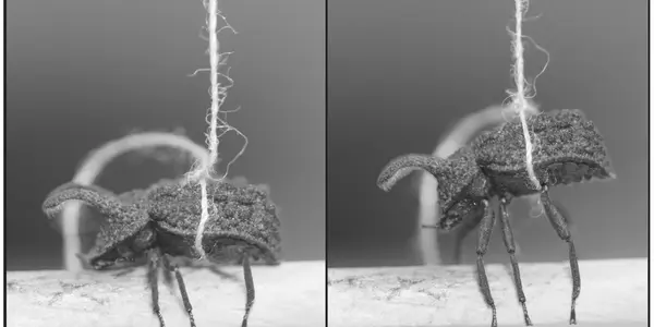 In Beetle Sex, Sometimes Going On Defense Wins Too
