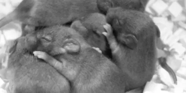 Glioblastoma studies: Mice with Brain Tumors