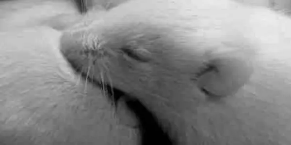 On Rats, Anxiety, Exercise & Animal Welfare