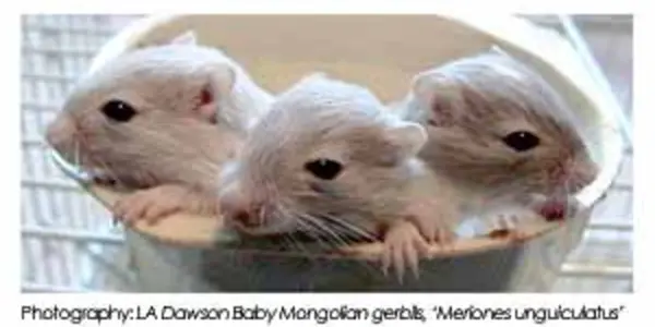 Update : Psychoacoustics Of Mongolian Gerbils