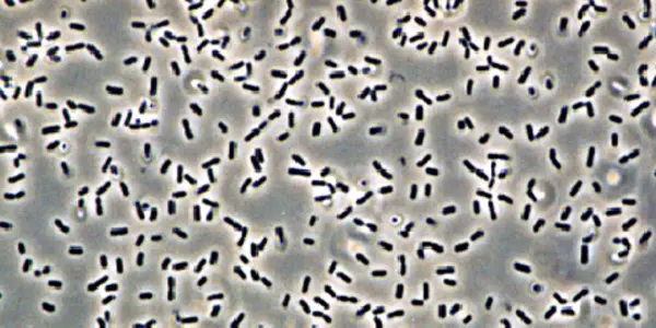 Reproduce Or Conquer The World? Bacterial Adventures In Theoretical Biophysics