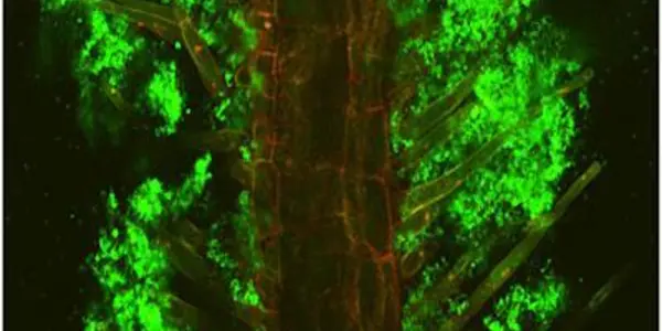 Plants And Pathogens - A Microbial SOS