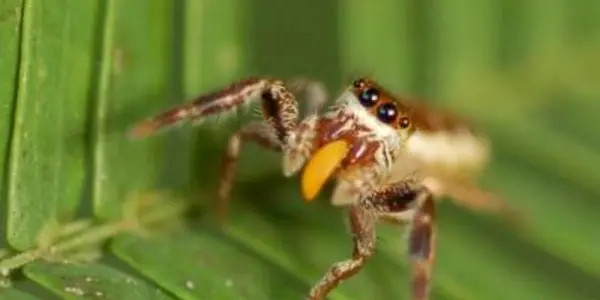 Bagheera Kiplingi - A Vegetarian In The Spider World