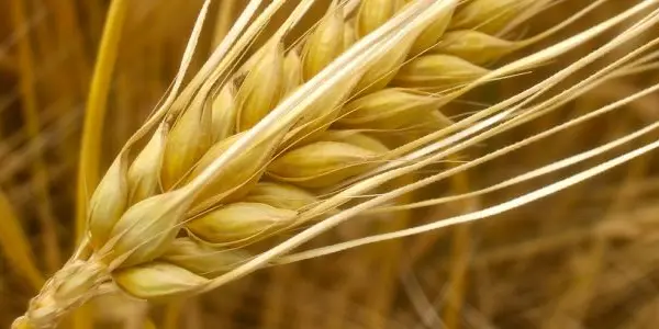 Barley Genome Deciphered