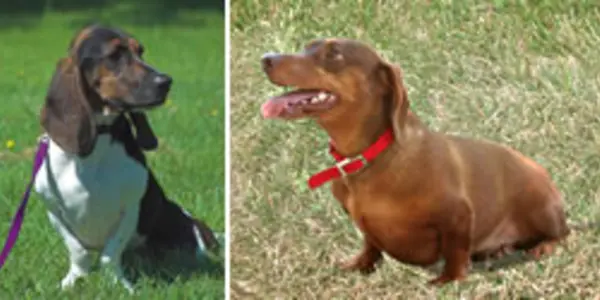 FGF4, The Evolutionary Origin of Dachshunds, And What It May Tell Us About Human Dwarfism