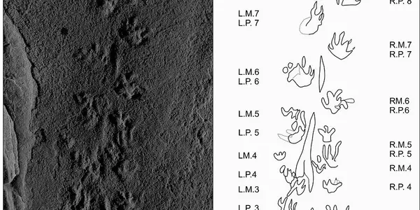 Citizen Scientist Finds World’s Smallest Fossil Footprints In Nova Scotia