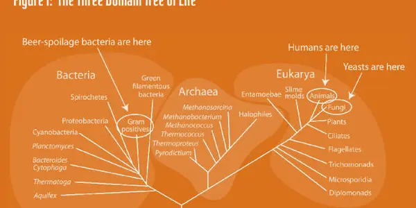 Beer Science:  If Yeast Ain't Happy, Ain't Nobody Happy
