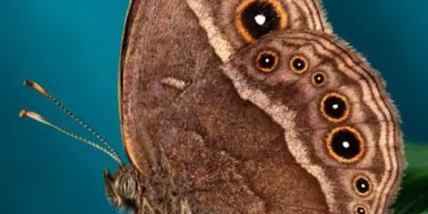 Influenced Evolution - 6 Generations To Change Butterfly Wing Color