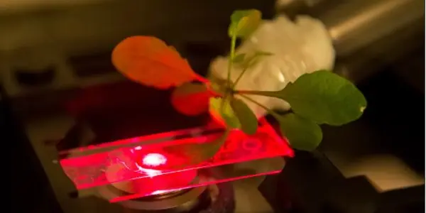 21st Century Bionic Plants Might Even Monitor For Environmental Pollutants