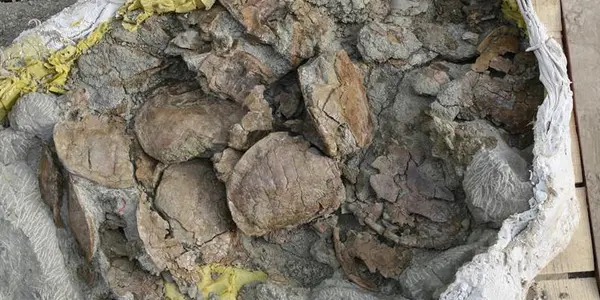 1,800 Jurassic Turtle Remains Discovered In China