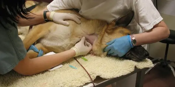 I Can Haz Blood? The Surprising World Of Pet Transfusions