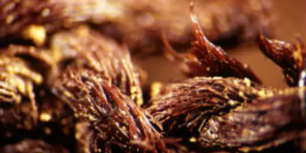 Embalming Study  Finds Mummification 1,500 Years Earlier Than Believed