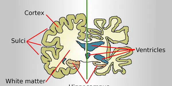 "Self-Devouring"- The Answer To Neurodegenerative Diseases ?