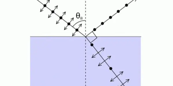 Has A Fish ‘Broken’ A Law Of Physics?