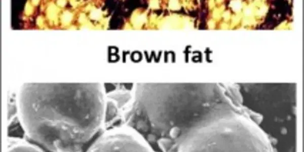 How Brown Fat Burns Energy